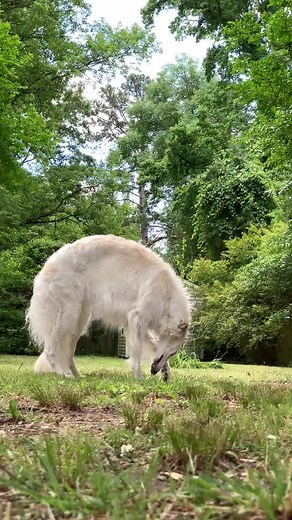 Borzoi Running in the Sun | Kate Spade Happy Dance