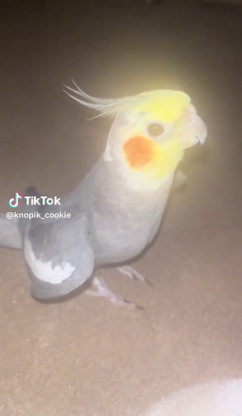Cookie's Grand Performance! A Singing Parrot Video