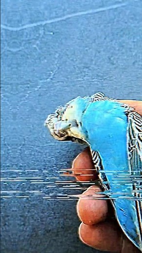 SHOCKING: My Parrot Died Suddenly Overnight | The Mystery Behind It。#parrots #Sudden Death#Pet Care