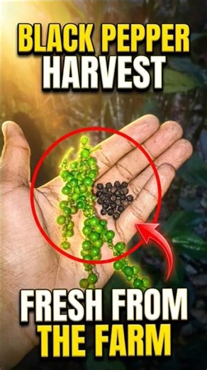 Black Pepper Harvesting #PepperHarvest#BlackPepper#FarmingLife#VillageLife #plantation