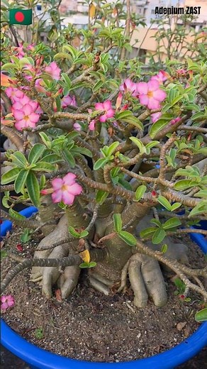 Adenium Arabicum Plant #bonsai #adeniumarabicum #gardening #floweringplant #plants #desertflower