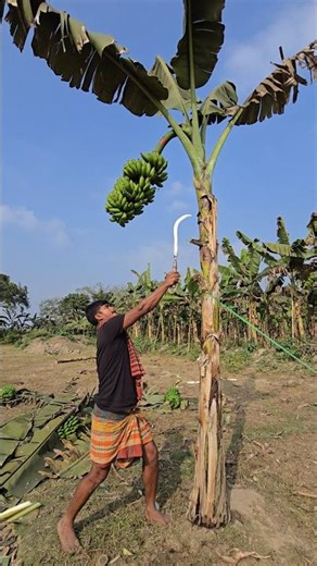 How bananas are cut, food ( Episode 3953) 😱🍌