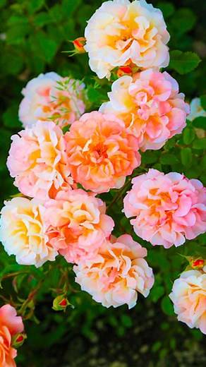 24K views · 138 reactions | How to propagate roses with potatoes for fast rooting | Rana Craft | Facebook