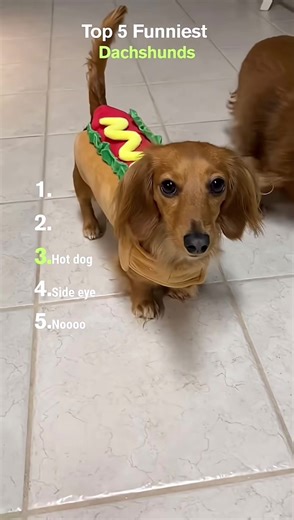 Top 5 Funniest Dachshund Moments You'll Love