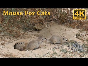 Cat Tv - Gerbils in The Desert - Mouse Fun in Holes For Cats To Watch - 4K Tv for Cats