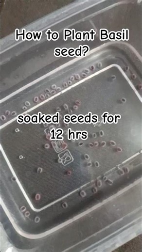 How to Plant Basil Seeds? #foryou #basil #planting #plantita