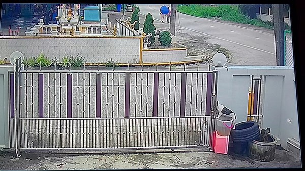 French Bulldog opens gate to run free with his siblings