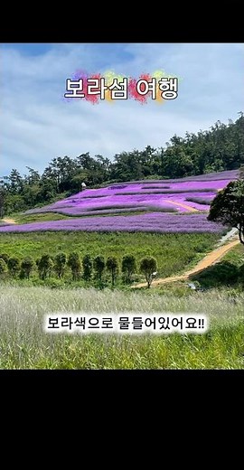 보라보라한 퍼플섬 다녀왔어요 #보라보라섬 #보라섬 #임자도 #보라빛 #여행 #국내여행 #퍼플섬 #박지도 #신안여행