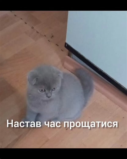 KATE PILIPENKO - захищаю мрії, планую фінансове майбутнє!!! on Instagram: "Мене більше ніхто не зустріне на порозі дому… Ніхто не будитиме о 5 ранку… Не робитиме кусь… Не мурчатиме на вушко… Залишилась тиша, що нагадує про ніжність. Залишилась пам’ять, яка гріє навіть у самотності. Залишилась любов, яка не зникає — вона просто змінила форму. Домашні улюбленці роблять боляче лише раз — але цей біль ми носимо в собі все життя. Бо вони стають частиною нашого серця, і коли йдуть — забирають шматочок