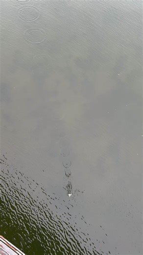 Watch how the rock spirals down into the water #skippingrocks #rockskipping #stoneskimming | Rockskippingpro