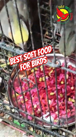 Healthy food for Cocktail and Conure #shorts #health #food #cocktail #conure