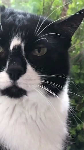 Contemplative Cat: The Profound Thoughts of a Feline Friend