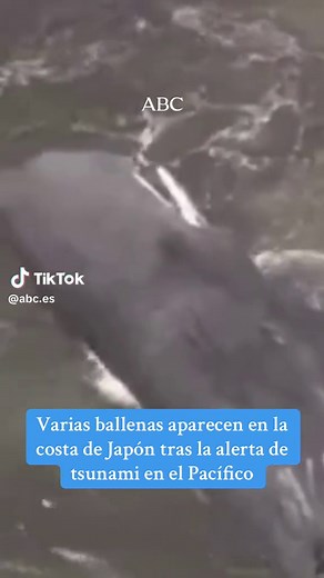 Ballenas en la costa de Japón tras alerta de tsunami