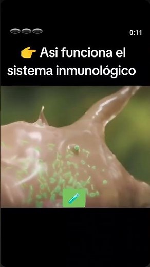 Así funciona el sistema inmunológico