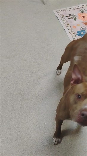 🫧 🫧 for Stanley! Dog and kid friendly. No cats or chickens! Apply at tapsshelter.org | TAPS Pekin, IL