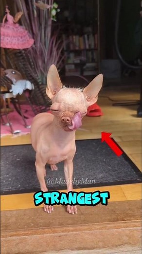 5 Strangest Looking Dogs You Won’t Believe Exist 😱 #shorts