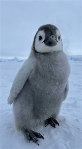 In the vast icy landscapes of Antarctica, baby penguins take their very first curious steps into the world. Covered in soft down feathers, these chicks rely on their warmth and instincts to survive the freezing cold. This tiny explorer may look small, but every blink, chirp, and wobble is part of its journey in one of the harshest environments on Earth. #Penguin | Ömer Kadir Şengül