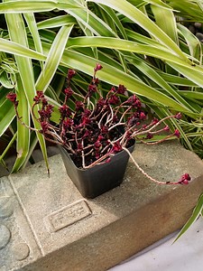 Sedum Spurium Drachenblut - Sukkulente - Etsy.de