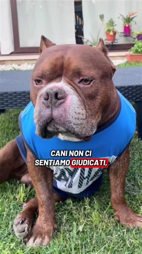 ♥️Chi la pensa come me ♥️#americanbully #icerubacuori #pitbull #fabiocarollo #king