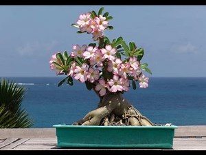 Plant Plumeria Using Perlite