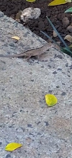 Brown Anole Lizard With Ambient Background Sounds