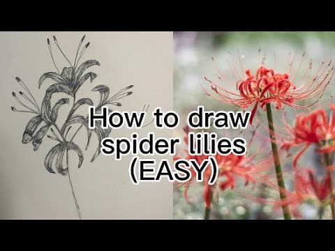 how to draw very simple spider lily for [beginners]