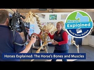 Horses Explained: The Horse’s Bones and Muscles