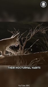 47K views · 4.5K reactions | Fennec Fox 力 The Big-Eared Desert Fox! This tiny fox uses its huge ears to stay cool and hear prey underground. It’s fast, playful, and active all night long. You won’t believe how small this desert hunter really is! #wildlife #nature #animalfacts #animalvideos | 1 Minute Animals | Facebook