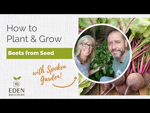 How to Plant and Grow Beets from Seed