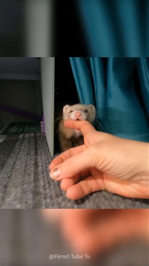 The Ferret Has Surprise For Her.