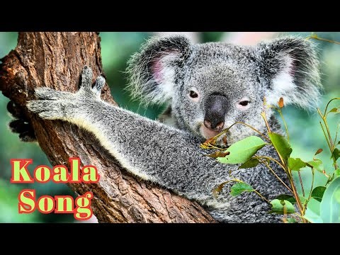 Incredible Koala Song for Kids #aisongs #toddlers #kindergarten #kidssongs #snail #learning #koala