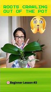 Oh No...My Orchid Roots Are Crawling Out of the Pot 😱🌸🌱