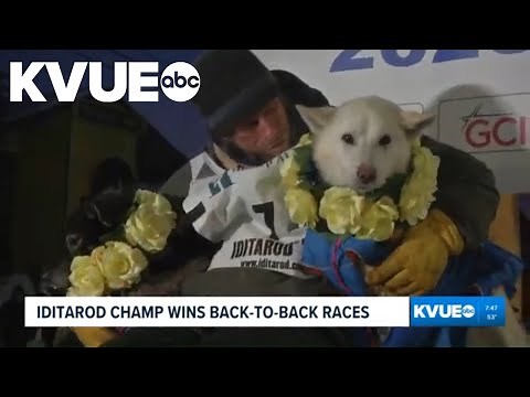 2026 trail sled dog race winner celebrates victory in Alaska