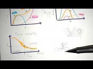 Force Velocity Relationship Muscle | Biomechanics