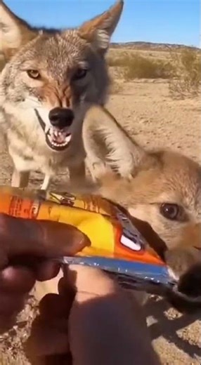 Hands Tearing Plastic Inside Dry Scrub