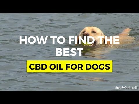 Best CBD Oil For Dogs