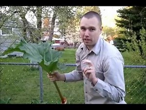 Rhubarb Leaves are Poisonous