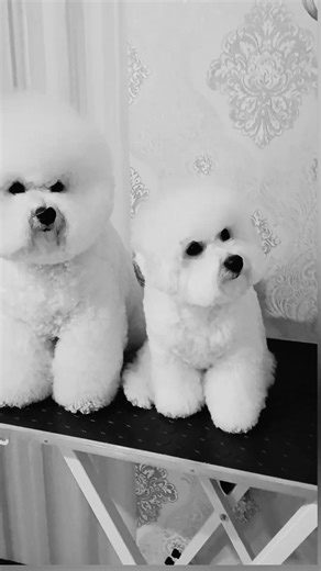 Bichon frise