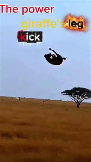 giraffe's##funny ##kick##to predator ##