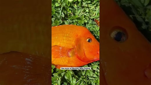 This might be the most beautiful fish I’ve ever caught