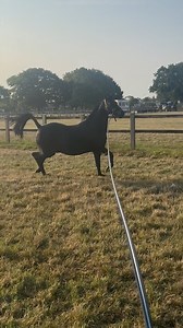 First ridden show pony or welsh cob?? Bumble at 16 years young 🤣🖤🐝 #fedontopspec💚💛💚 | Craig Elenor Equestrian