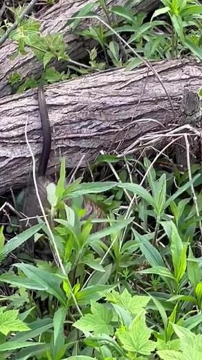 “A short video of a muskrat at Magee Marsh in Ohio,” writes Joe Donahue. “It made several trips between its den and the shore to harvest a single stalk of goldenrod. About the time I got the inspiration to use my phone and take a video, it got the inspiration to harvest more than one stalk.” Thanks, Joe! | The Naturalist's Notebook