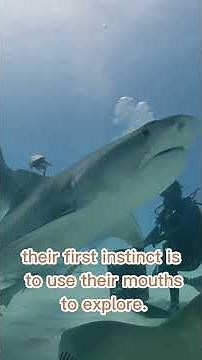 Why Do Sharks Attack Humans? 🦈