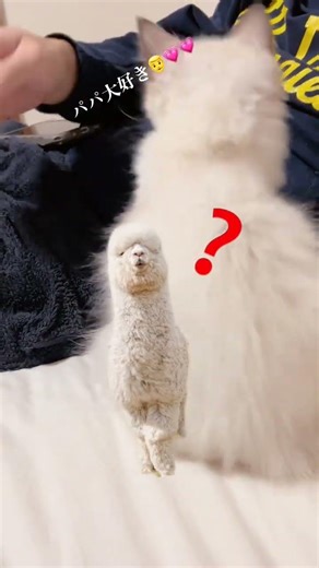 男好き猫/Man-loving cat #ragdoll #猫のいる暮らし #ねこのいる生活 #ラグドール