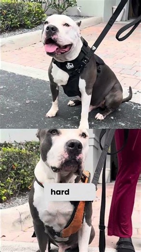 A secure harness = a safer, more enjoyable walk for both you and your dog. 🐾