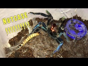 Tarantula Feeding Video #25 ~ Crazy !!!