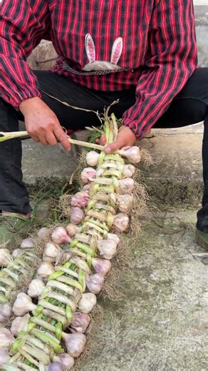 Rural life Hanging garlic to dry