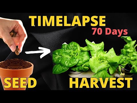 Growing Lettuce Seed to Harvest Timelapse [69 Days]