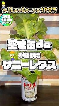 A super easy way to grow sunny lettuce hydroponically using an empty can! We also compared growth...
