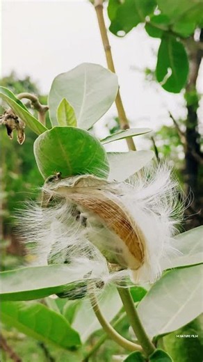 The Magic of Nature | Giant Milkweed Seed Dispersal 🌾✨ #nature #natureshorts